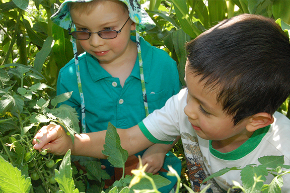 Discovery Garden - Harvesting